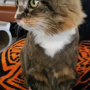 Kitty gallstone issues