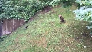 Magpie Picking on a Fox