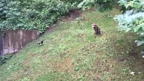 Magpie Picking on a Fox