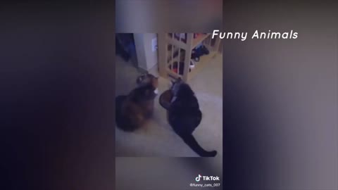 Best Funny Animal || Funny Cat 4/10