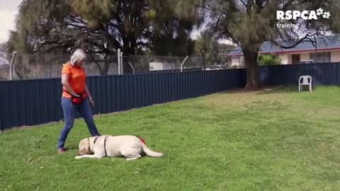 Dog trening video