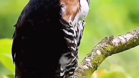 Ornate-Hawk Eagle in Monteverde Costa Rica Spizaetus ornatus Join our birding