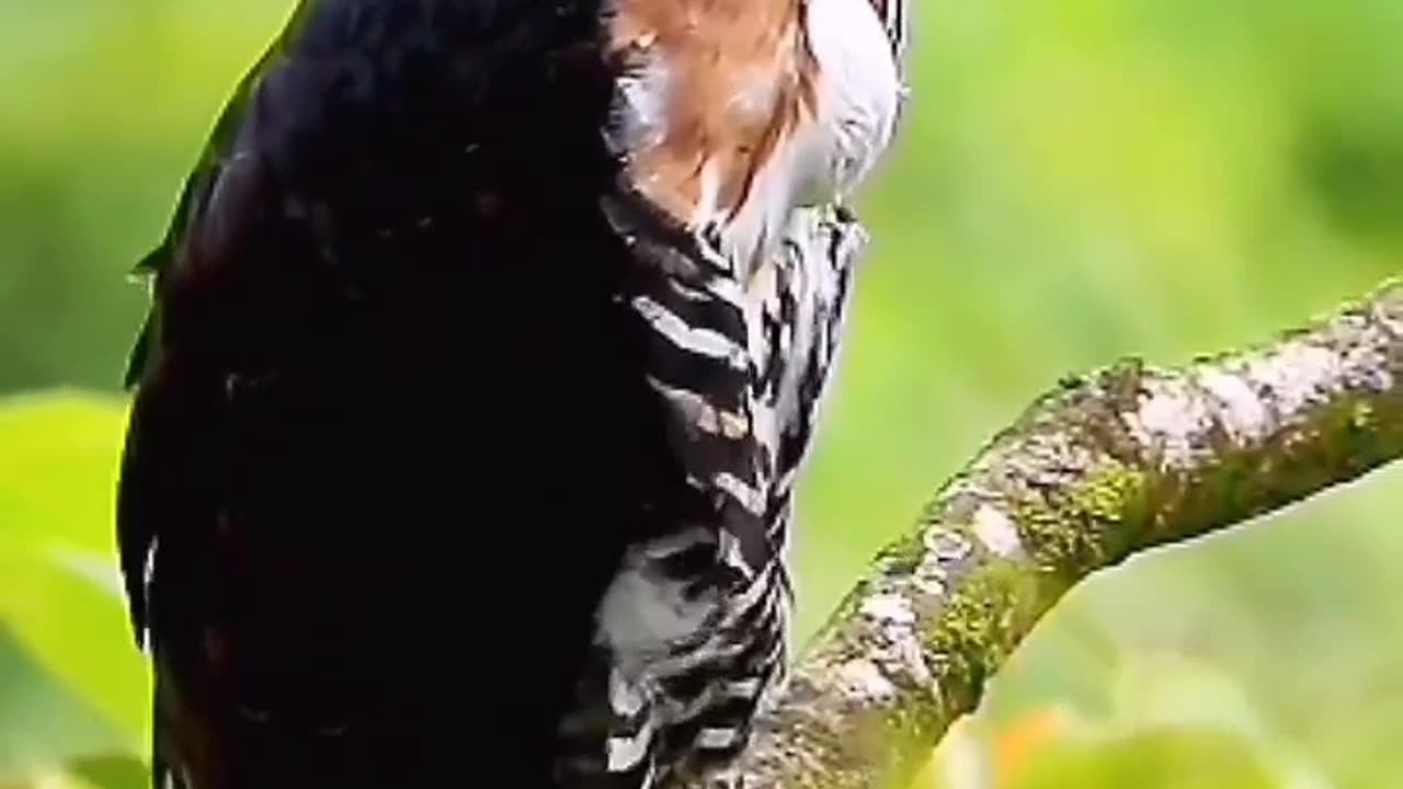Ornate-Hawk Eagle in Monteverde Costa Rica Spizaetus ornatus Join our birding