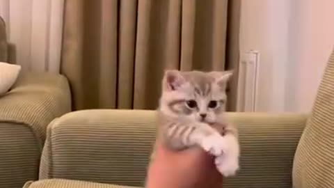 Funny cat video