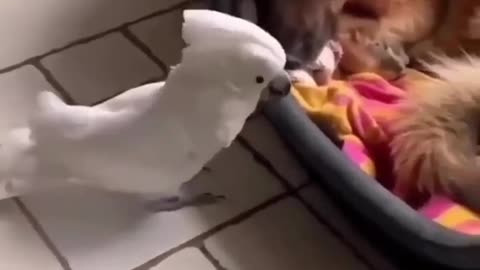 Funny animals cats and dogs video3