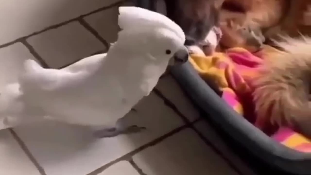 Funny animals cats and dogs video3