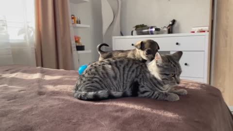 Funny Cat Reaction to Puppies [Kitty sees them for the First Time]