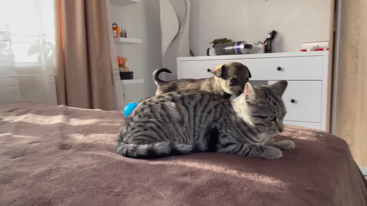 Funny Cat Reaction to Puppies [Kitty sees them for the First Time]