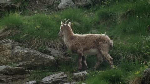 The incredible ibex defies gravity and climbs a dam | Forces of Nature with Brian Cox - BBC