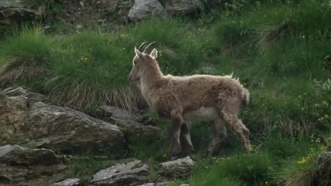 The incredible ibex defies gravity and climbs a dam | Forces of Nature with Brian Cox - BBC