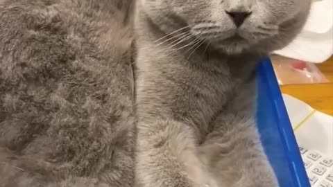 funny animal videos|cute animal videos|dog and cat funny videos|hilarious pet videos|funny videos
