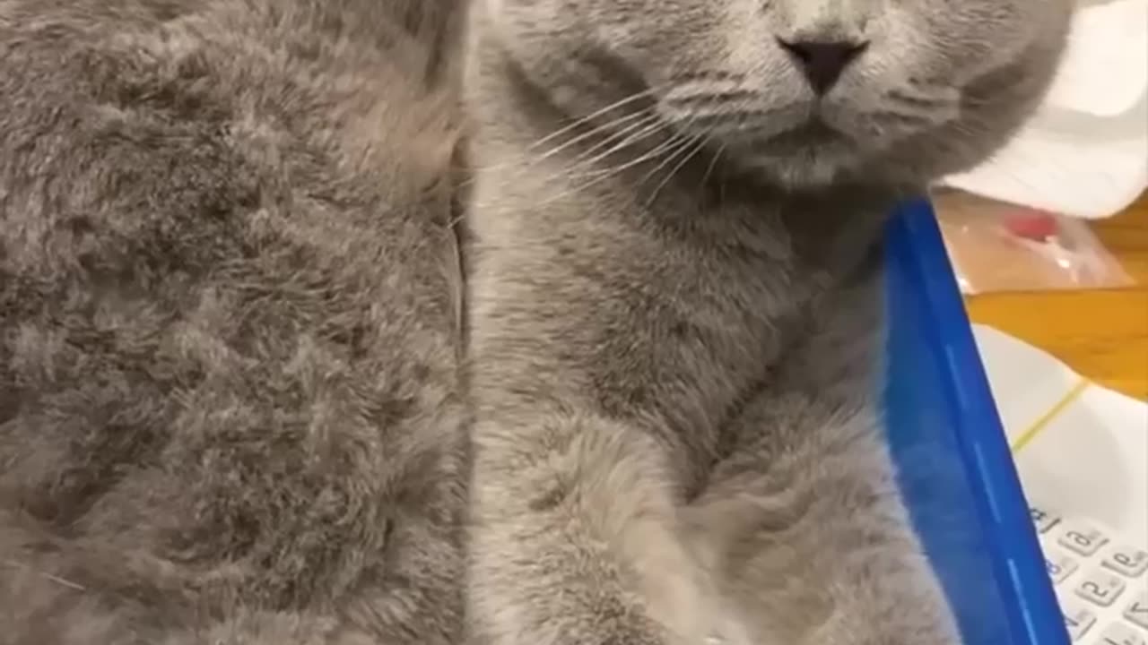 funny animal videos|cute animal videos|dog and cat funny videos|hilarious pet videos|funny videos