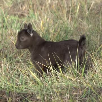 Little goat