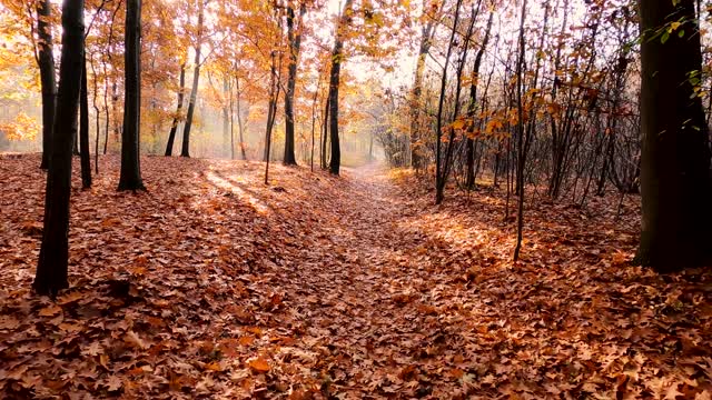 a beautiful mid fall day in the woods