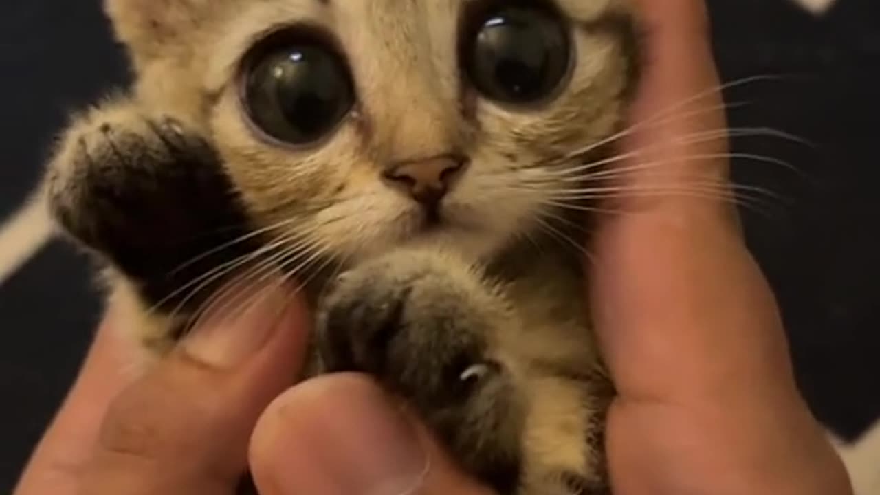 My cutie 🐱 #@minhar (katokhijoo) catlover #cutecat #kitten #fy #fyp #fypシ #fypシ゚viral #fypage