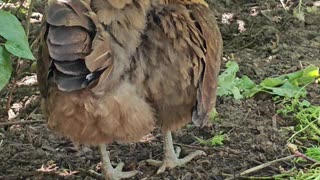 OMC! Brownie preening & being a generally sweet & adorable chicken! #brownie #chickens #shorts #hens