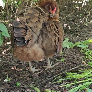 OMC! Brownie preening & being a generally sweet & adorable chicken! #brownie #chickens #shorts #hens