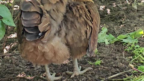 OMC! Brownie preening & being a generally sweet & adorable chicken! #brownie #chickens #shorts #hens