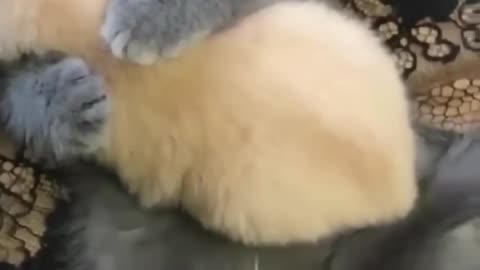 Cat take care of dog son😂