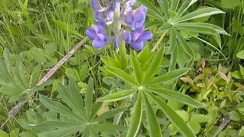 Lupine