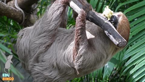 O Ratinho e as Letras da Selva: Descubra Animais Incríveis!