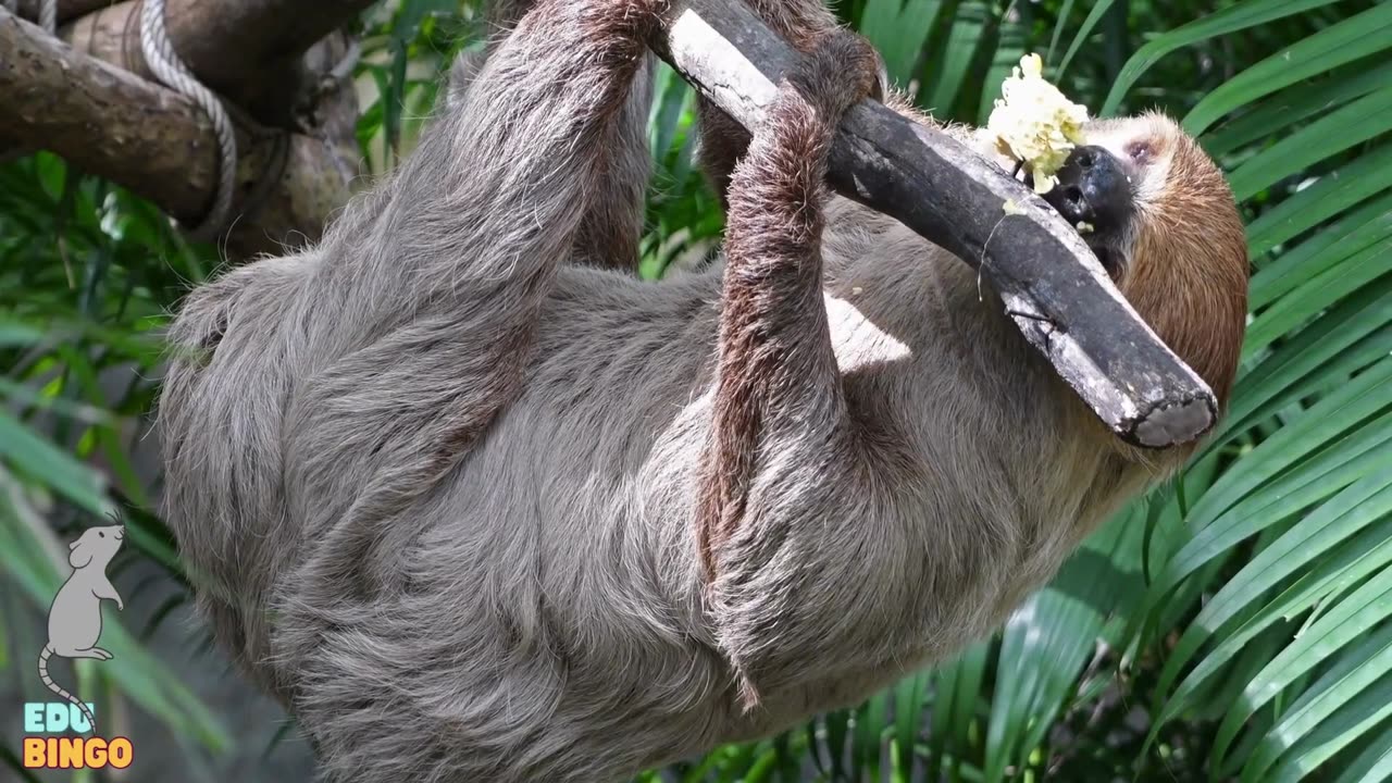 O Ratinho e as Letras da Selva: Descubra Animais Incríveis!