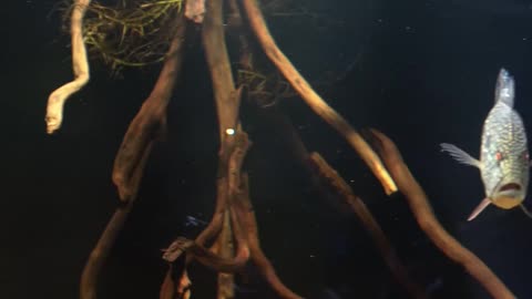 I Gotta a Fever & the Only Cure is More Arowana!