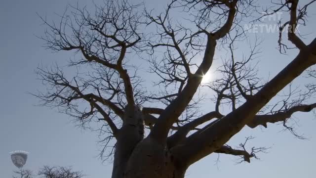 A malicious baboon kidnaps a lion cub, forcing its mother to struggle up a tree to save it.