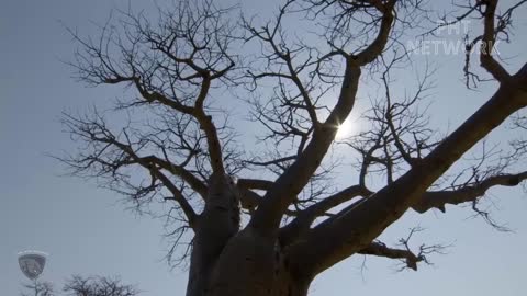 A malicious baboon kidnaps a lion cub, forcing its mother to struggle up a tree to save it.