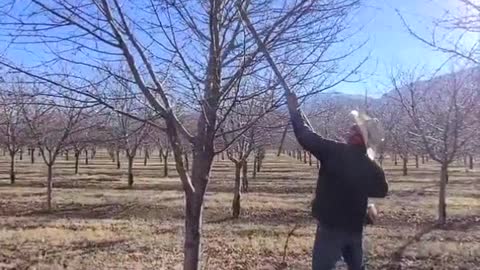 071 FRUIT FARMER PRUNING THE TREES