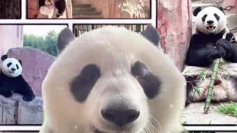 Life photos of pandas