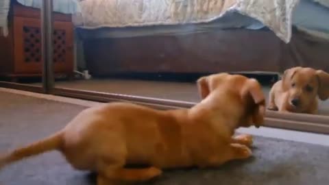 Funny Pets animal video "Short Video" February 2022