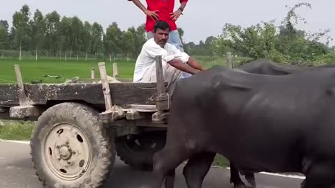 So funny 🤣🤣🤣