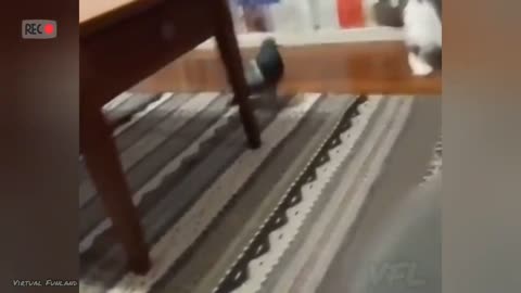 Baby Cats memes Compilation | My Funny Pets Video | it's time to laughing
