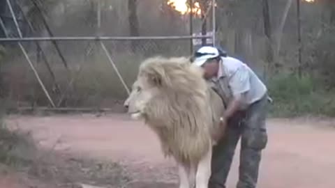 The passion of love between a lion and a man