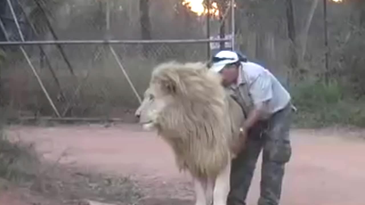 The passion of love between a lion and a man