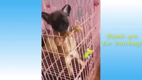 cute pets and funny animals