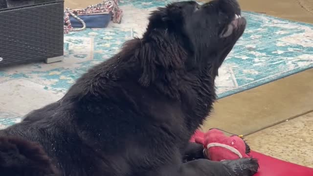 Newfoundland turns 1 year of age and get’s here favorite present……. The rain