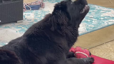 Newfoundland turns 1 year of age and get’s here favorite present……. The rain