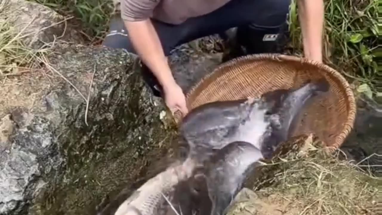 THE BIG FISHES ARE COMING