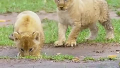 Small nice animals