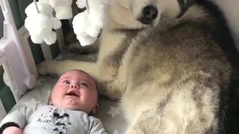 Funny animal videos|Cute animal videos |Funny dog&cat videos|Hilarious pet videos|Funny video