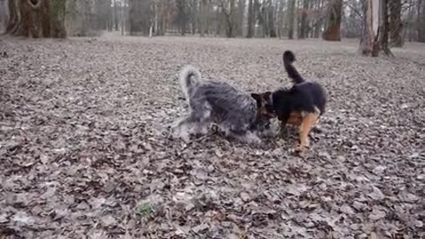 dog