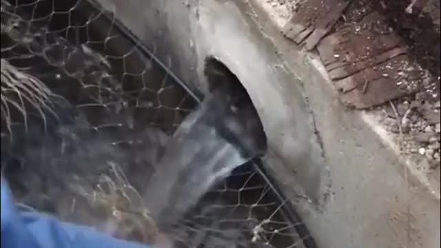 This is how you catch "CAT" fish don't let anyone fool you !