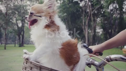 chien Chihuahua avec lunettes de soleil sur le panier de vélo