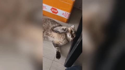 Get ready to laugh Funniest Animals Video - Best Cats😹 and Dogs🐶 Videos 2023