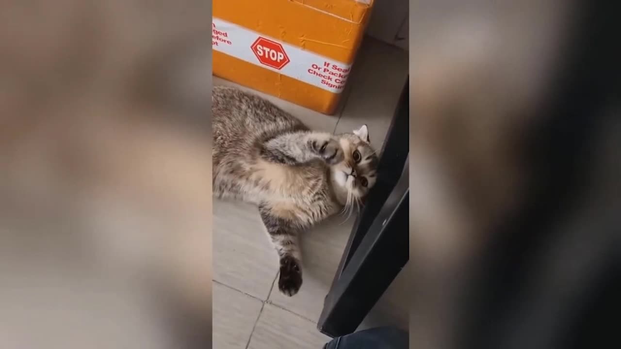 Get ready to laugh Funniest Animals Video - Best Cats😹 and Dogs🐶 Videos 2023