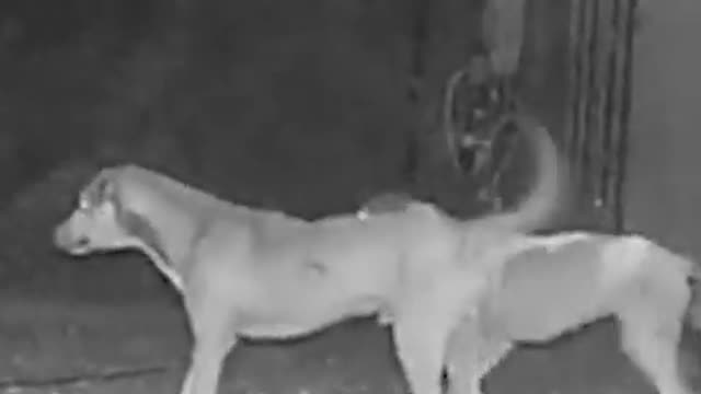 What is over there.....run!