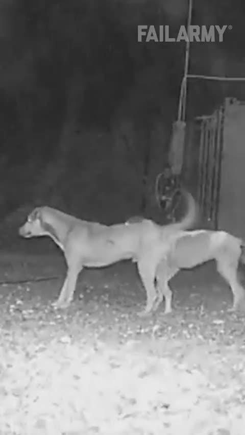 What is over there.....run!