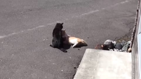 cat fight